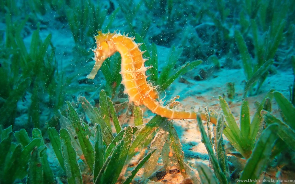 Sea Animal Wallpapers Animal Wallpapers