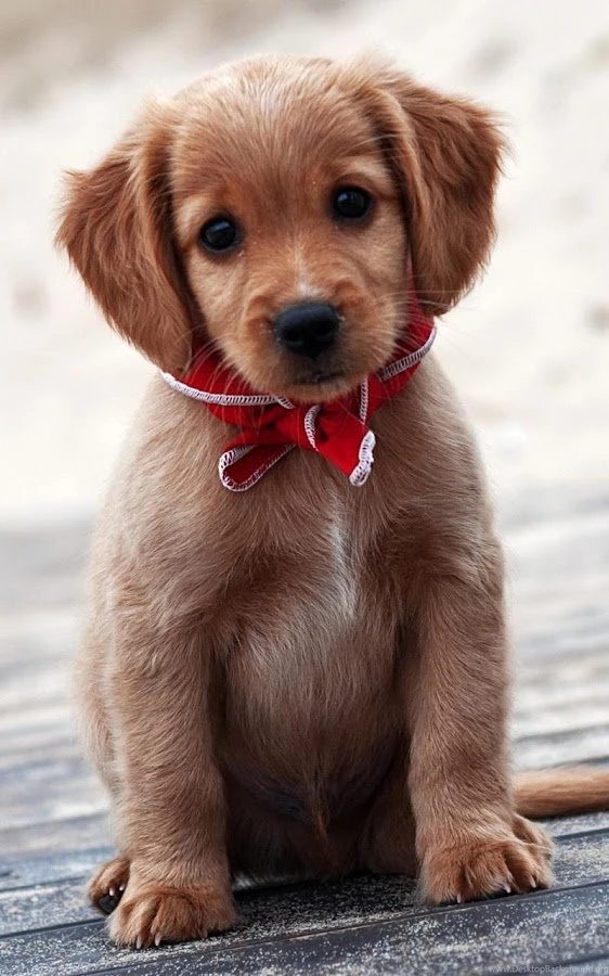 Puppies Live Wallpapers Android Apps On Google Play