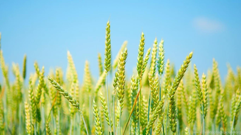 Wallpapers Rice Feild Fild Field The Sky Paddies Hi 1366x768 ...