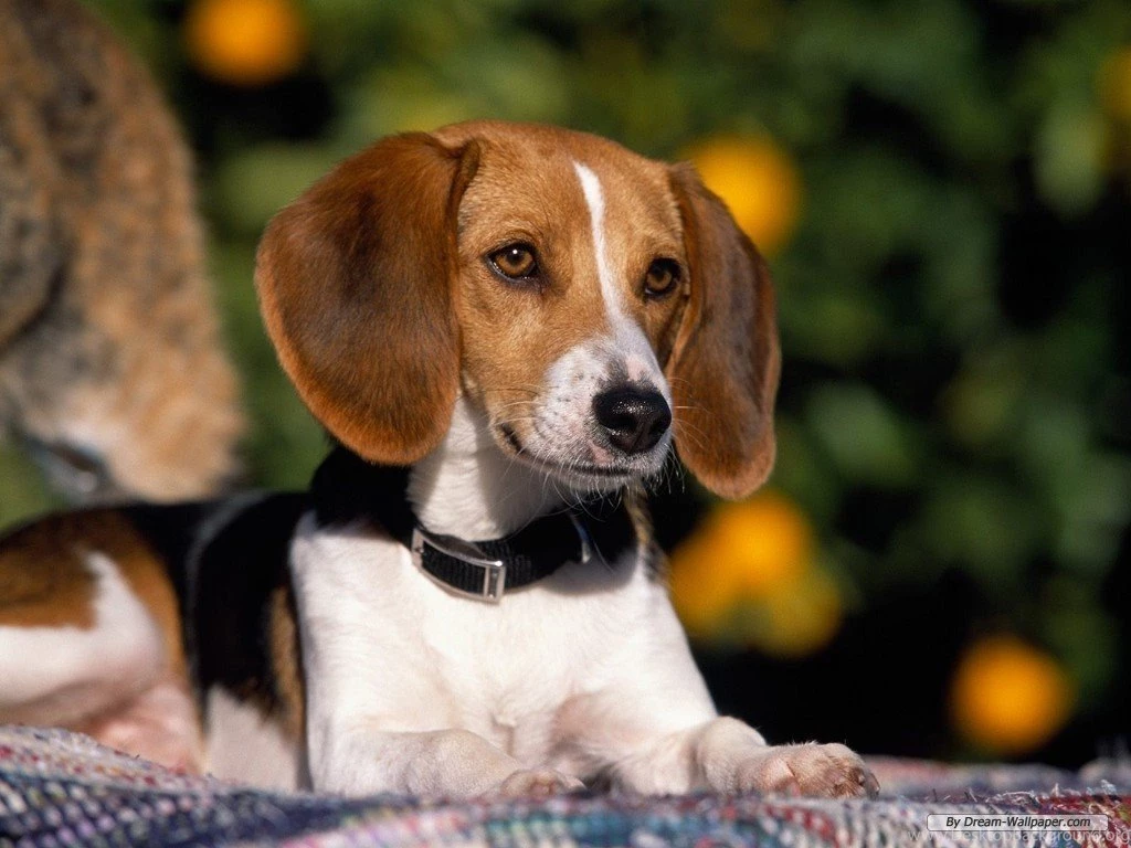 Pictures Of Beagle Dogs Wallpapers High Definition