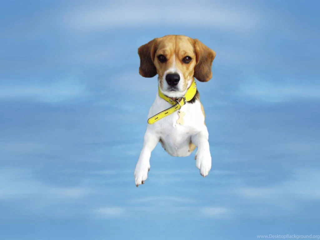 Index Of /user content/uploads/wall/o/5