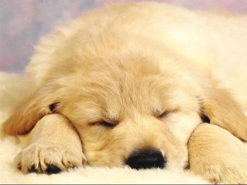 Images Of Cute Dogs