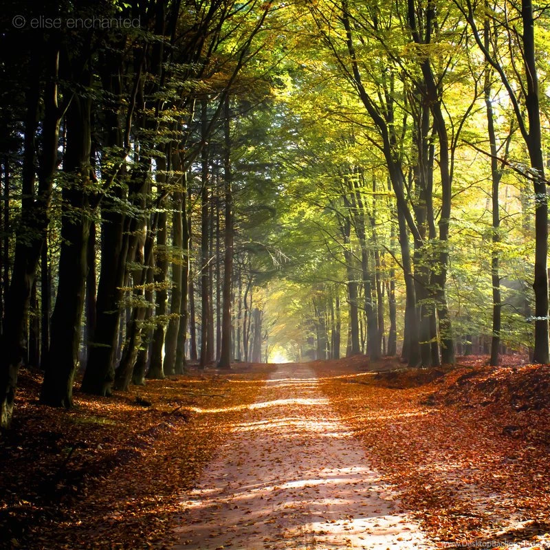 Best Free Wallpapers Download,desktop Wallpapers