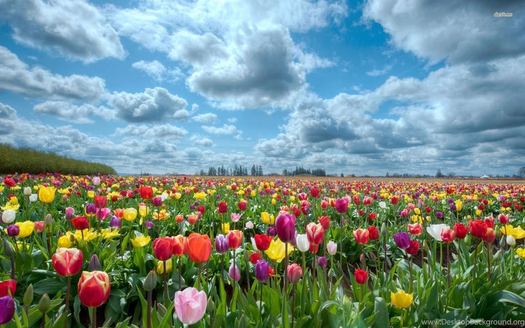 Tulip Wallpapers