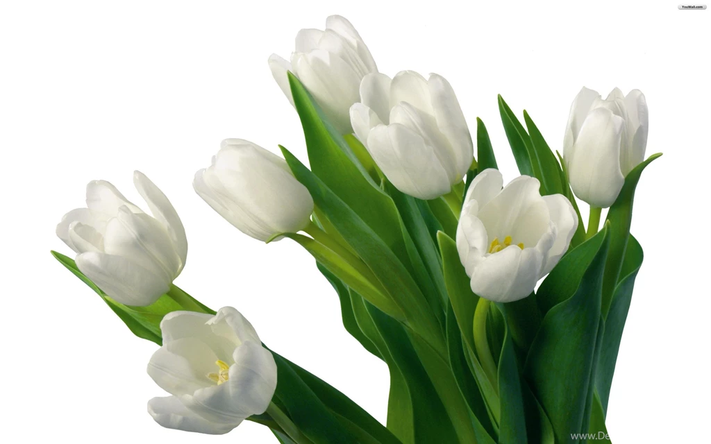 YouWall White Tulips Wallpapers Wallpaper,wallpapers,free ...