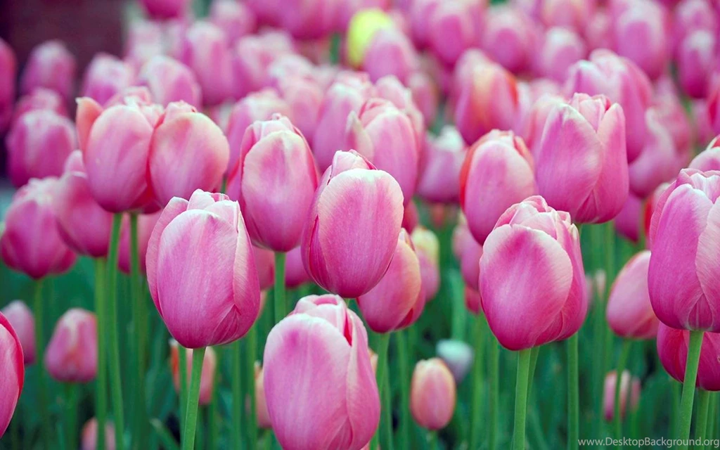 Mobile Tulips Wallpapers