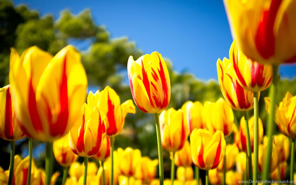 12 Lovely HD Tulips Wallpapers HDWallSource.com