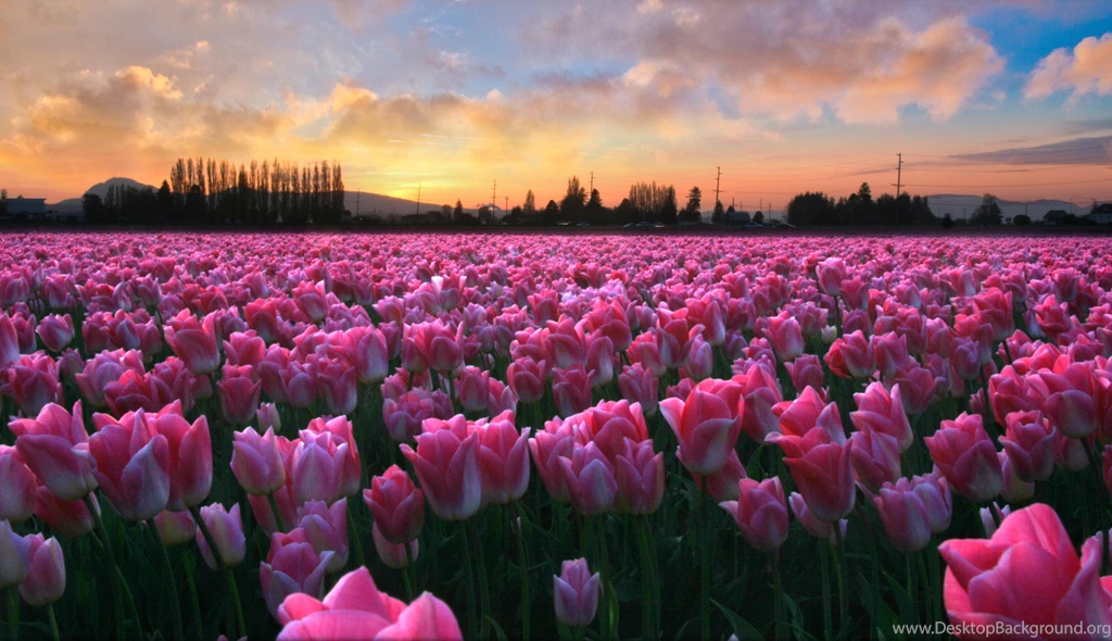 Pink Tulips