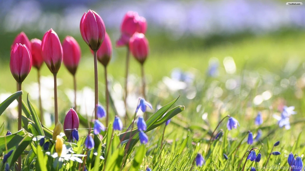 YouWall Wild Tulips Wallpapers Wallpaper,wallpapers,free ...