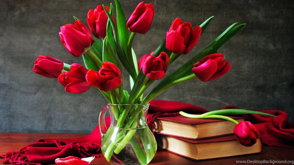 Red Tulip Wallpapers Wallpapers Cave
