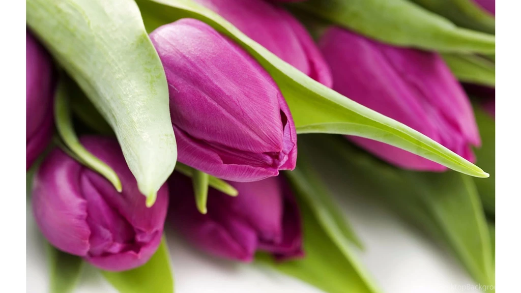 Unique Purple 4K Tulips Wallpapers