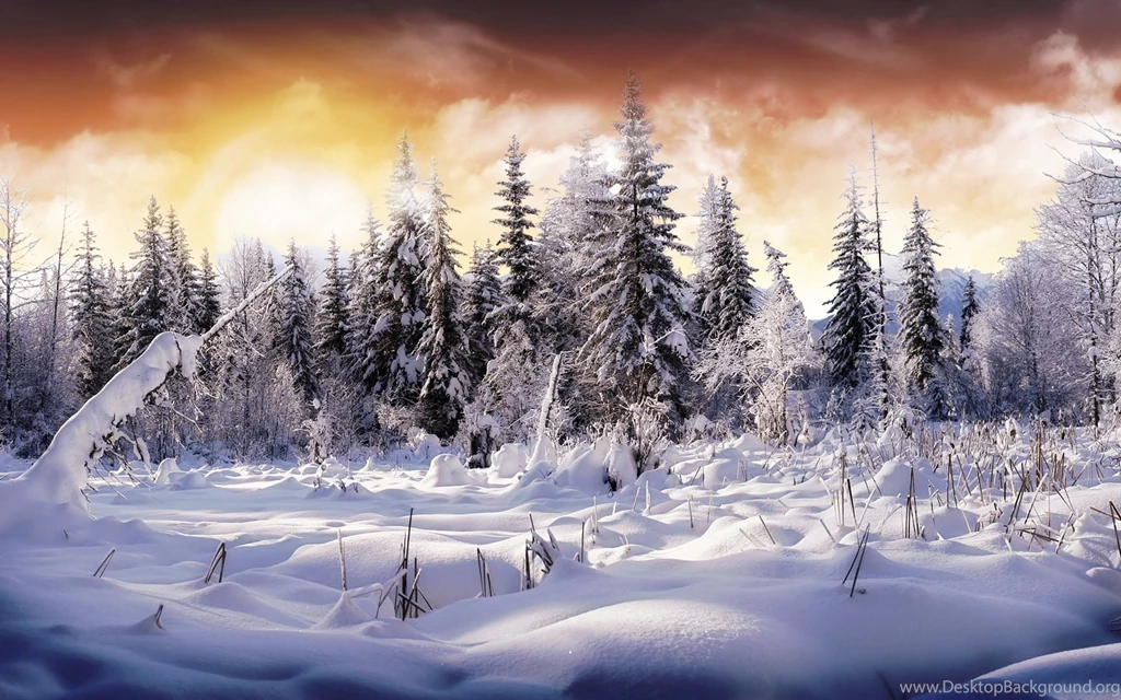 Winter, Wonderland, Wallpapers (