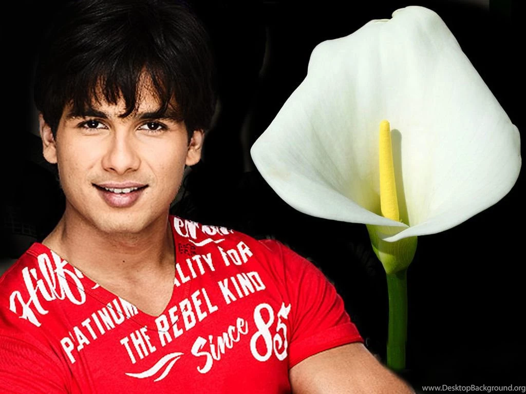 Shahid Kapoor Wallpapers (1024x768) : Indya101.com