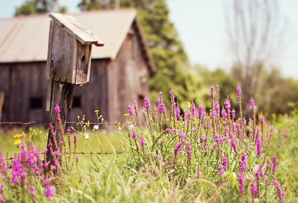 Birdhouse House Cabin Trees Grass Flowers Field Summer Nature ...
