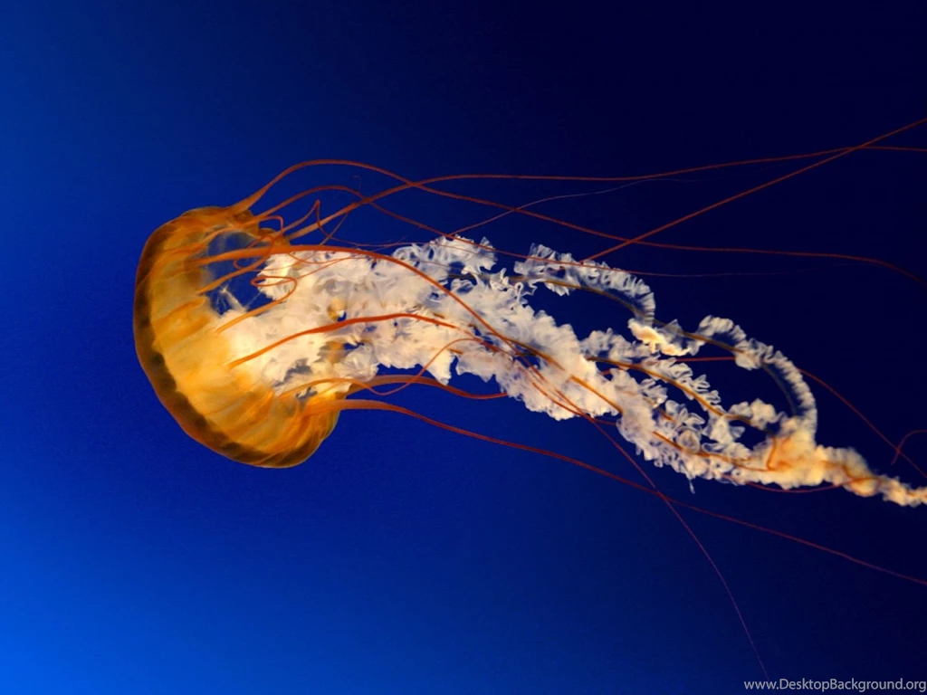 Jellyfish Wallpapers Wallpapers Cave