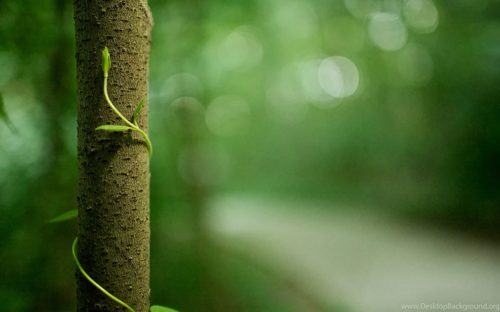 New Plant Growth Wallpapers