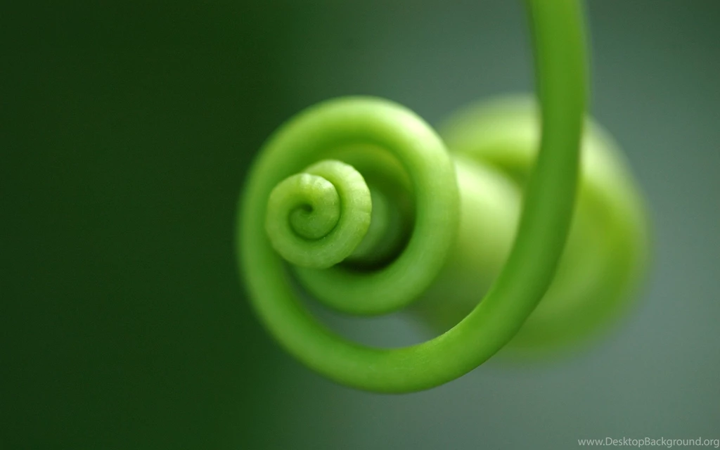 Curly Plant Free Desktop Hd Wallpapers