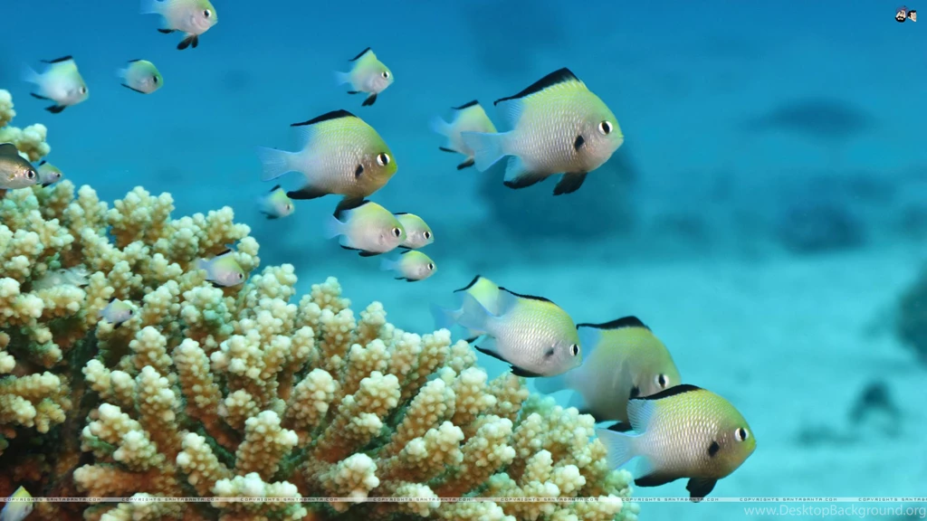 Santabanta Com Wallpapers Nature HD Wallpapers And Pictures