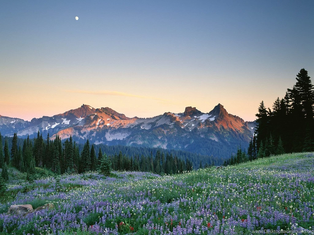 Mount Rainier Mountain Best Photo Shoots. PhotosJunction