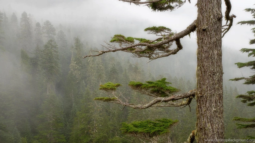 Forests Fog National Park Mount Rainier Wallpapers
