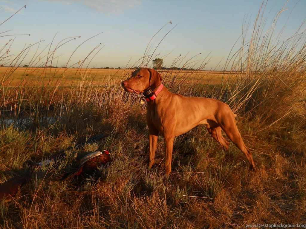 Hunting Vizsla Dog Photo And Wallpaper. Beautiful Hunting Vizsla ...