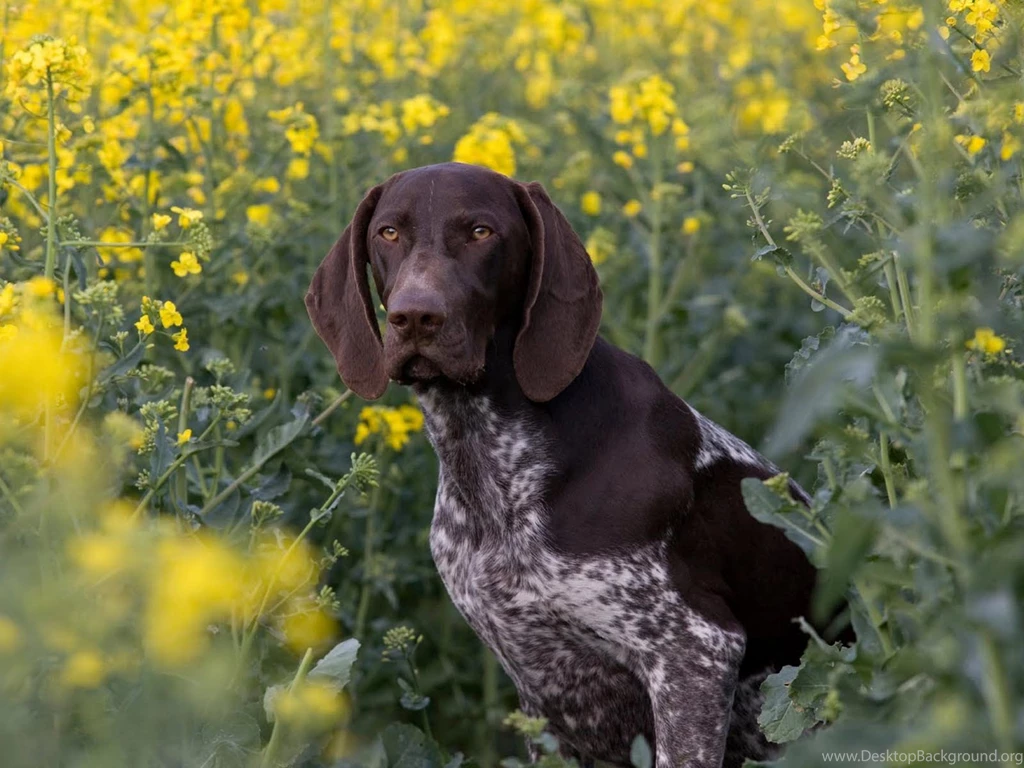 Dog Ready For Hunting Wallpapers