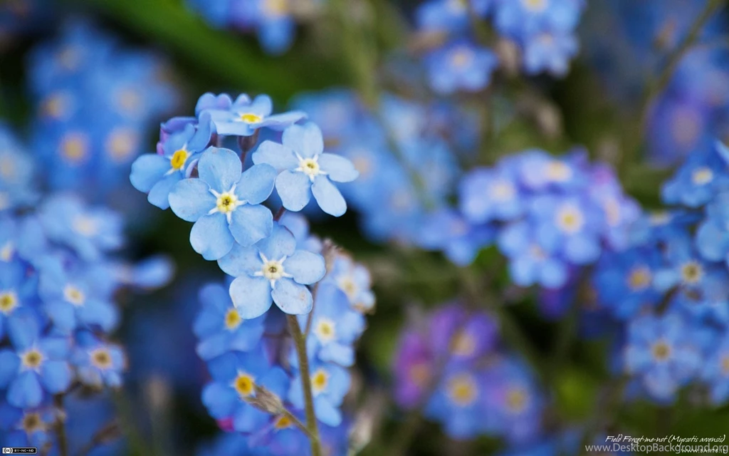 Beautiful Blue Forget Me Not Flower Blue Wallpapers (34680843 ...