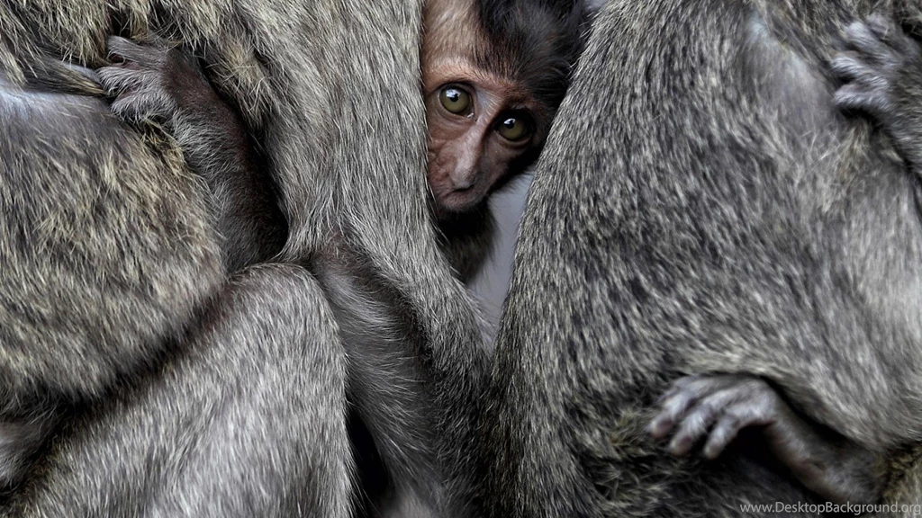 Animals National Geographic Monkeys Baby Wallpapers