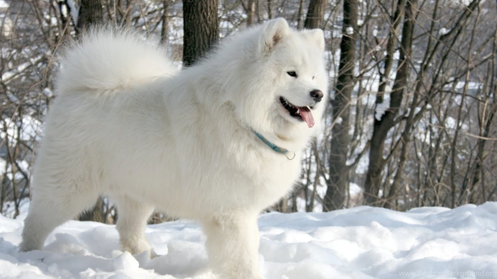 SAMOYED Dog Dogs Canine Wallpapers