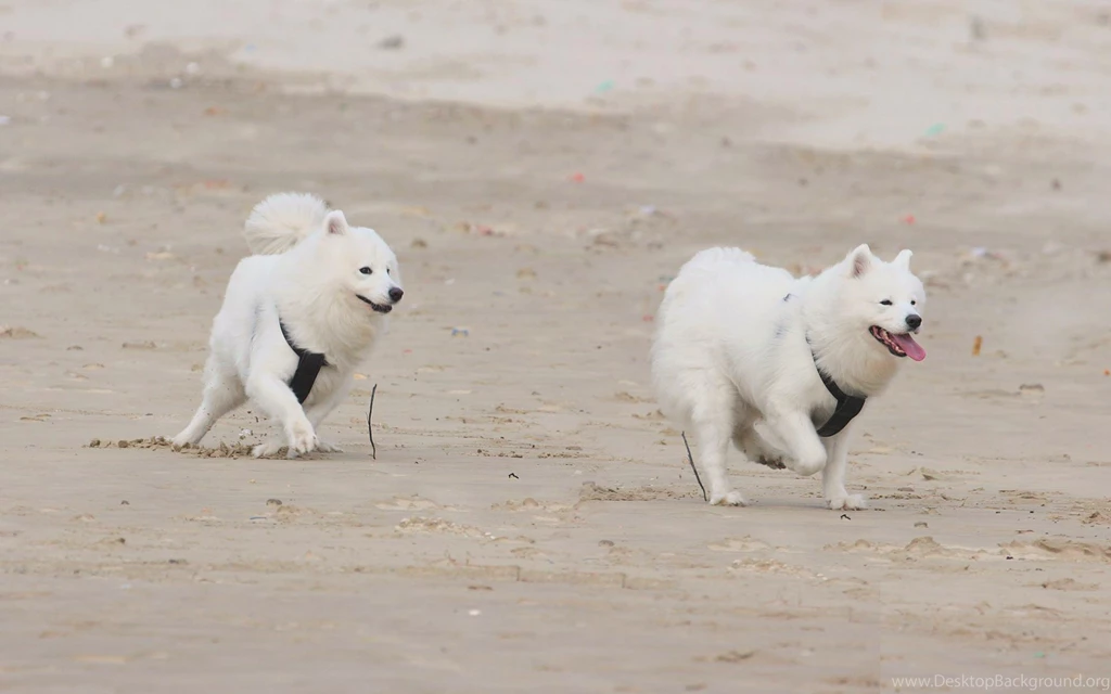 Download Wallpapers 3840x2400 Samoyed Dogs, Dogs, Puppies, Running ...