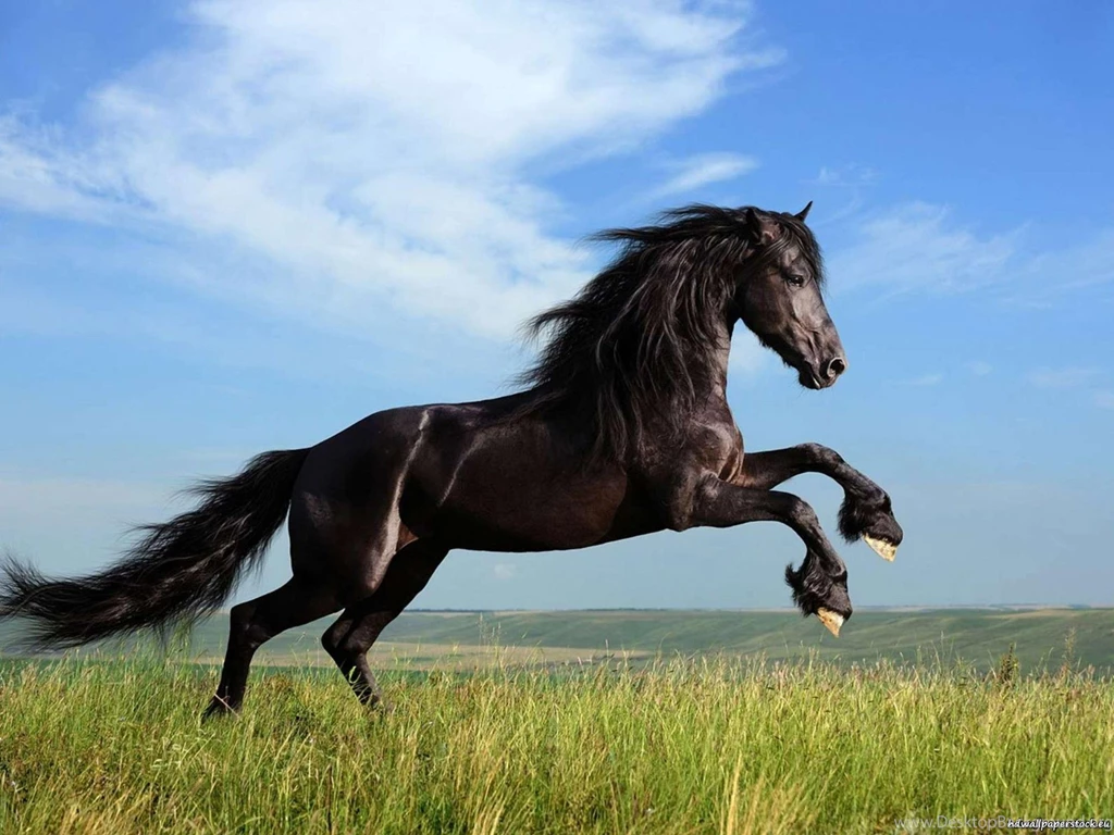 Horse Jumping Desktop Wallpapers Wallpaper, Wallpapers Hd ... Desktop ...