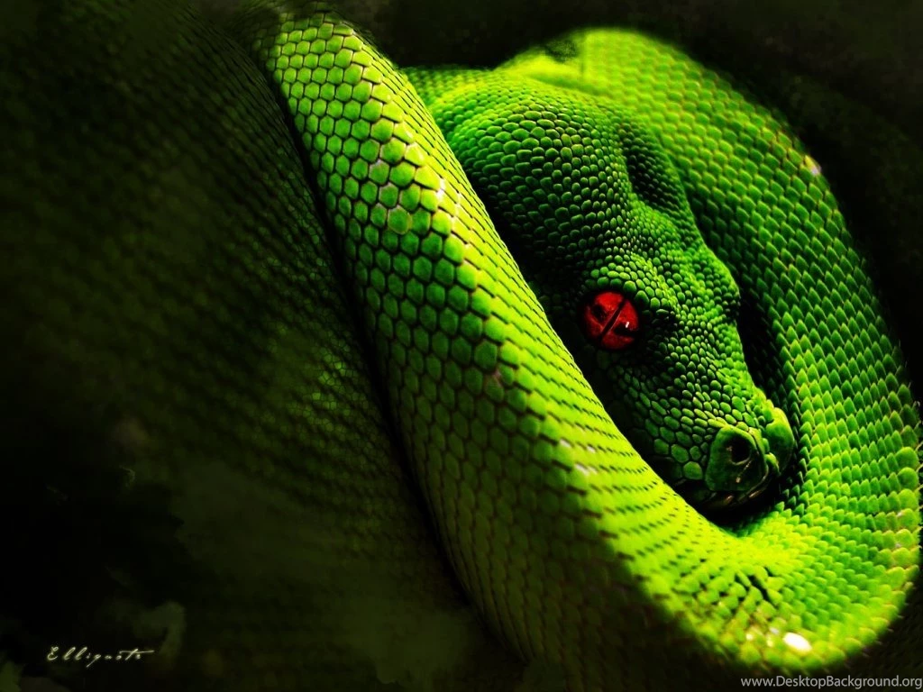 Fondo De Anaconda Verde En Fondos Y Pantallas Desktop Background