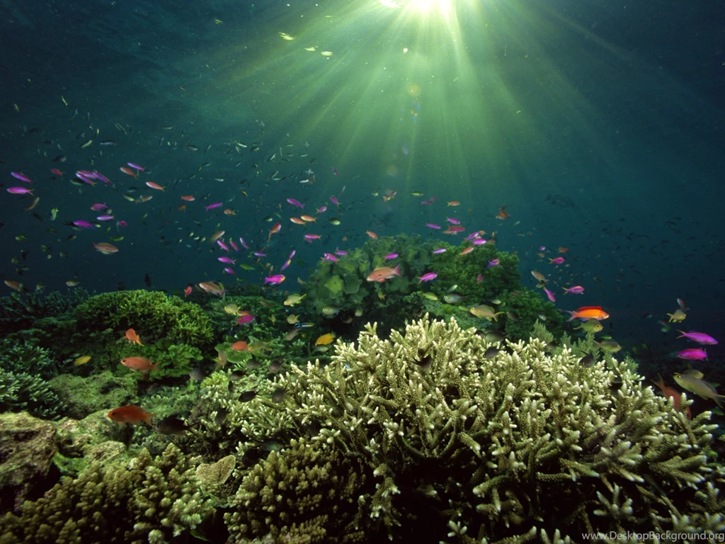 Wallpaper: Hd Underwater Desktop Wallpapers