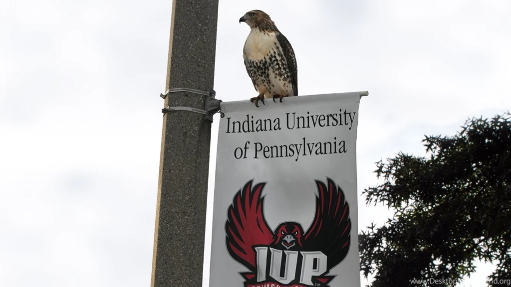 Download IUP Wallpapers Indiana University Of Pennsylvania
