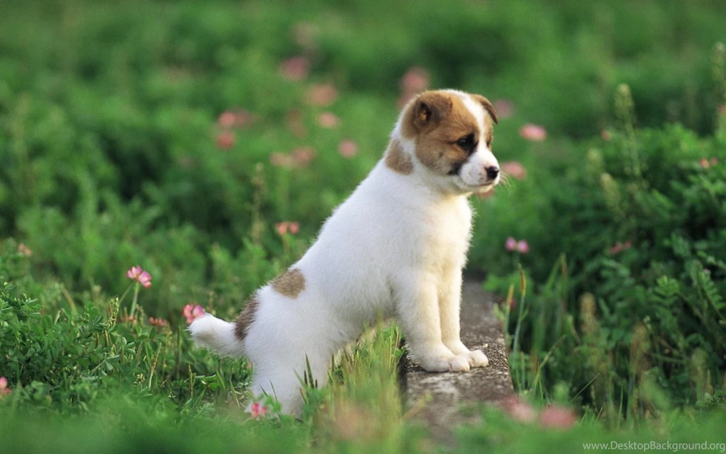 New dogs hd wallpapers