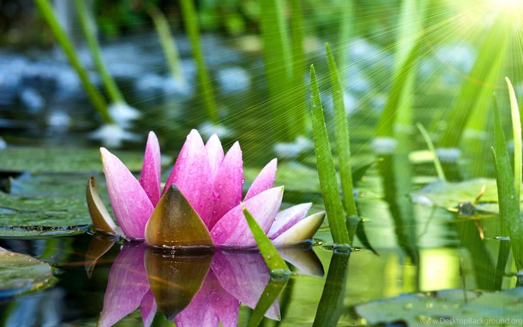 Hd Nature Wallpapers, Natural Images, Nature Background Images ...