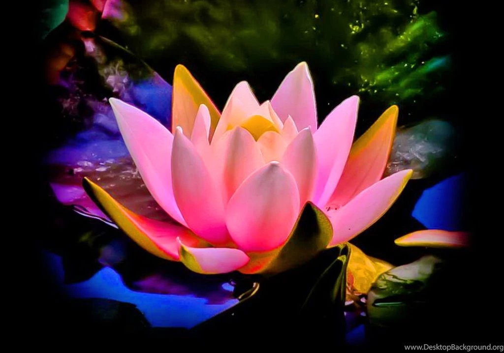 Flower Hd Wallpapers Collection (39+)