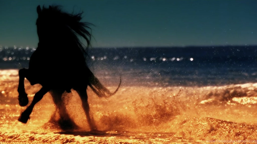 Horses: Silhouette Black Stallion Beach Ocean Horses Horse Cool ...