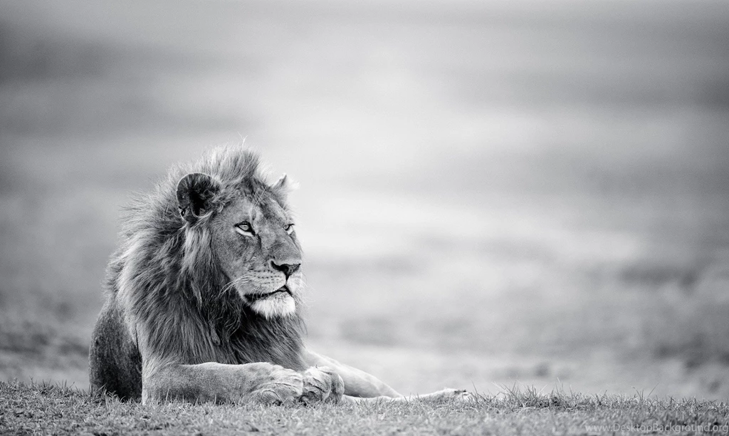 Lion Black And White Wallpapers HD Resolution