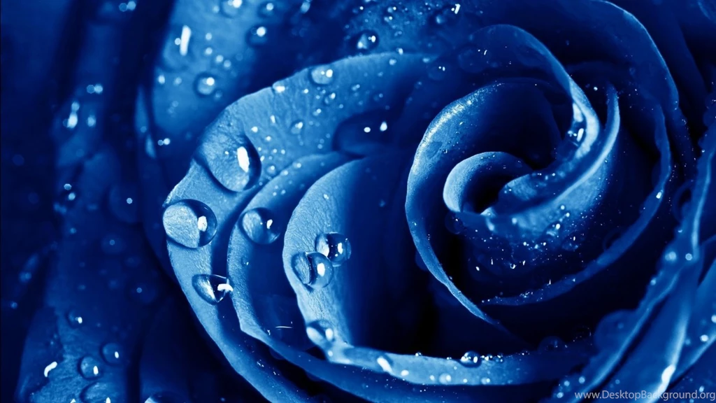 Blue Rose Wallpapers