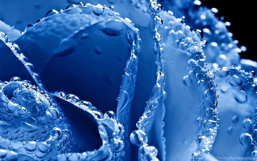 Blue Roses Hd Wallpapers Free Download