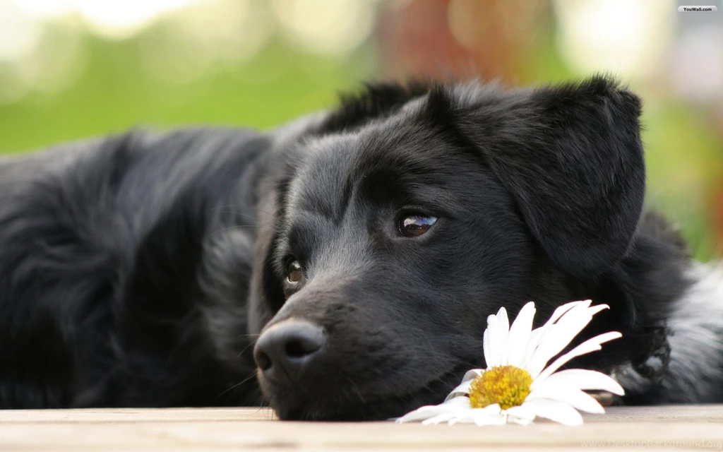 Images Free Wallpapers Image Free Images Dogs Wallpapers Dogs ...