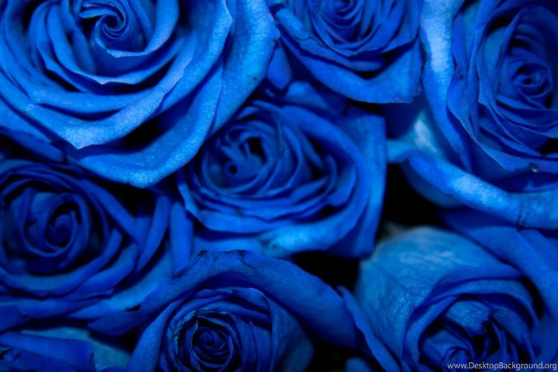 Beautiful Blue Roses