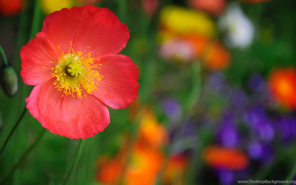 High Quality Wallpapers Amazing Awesome Fullwidehd.com