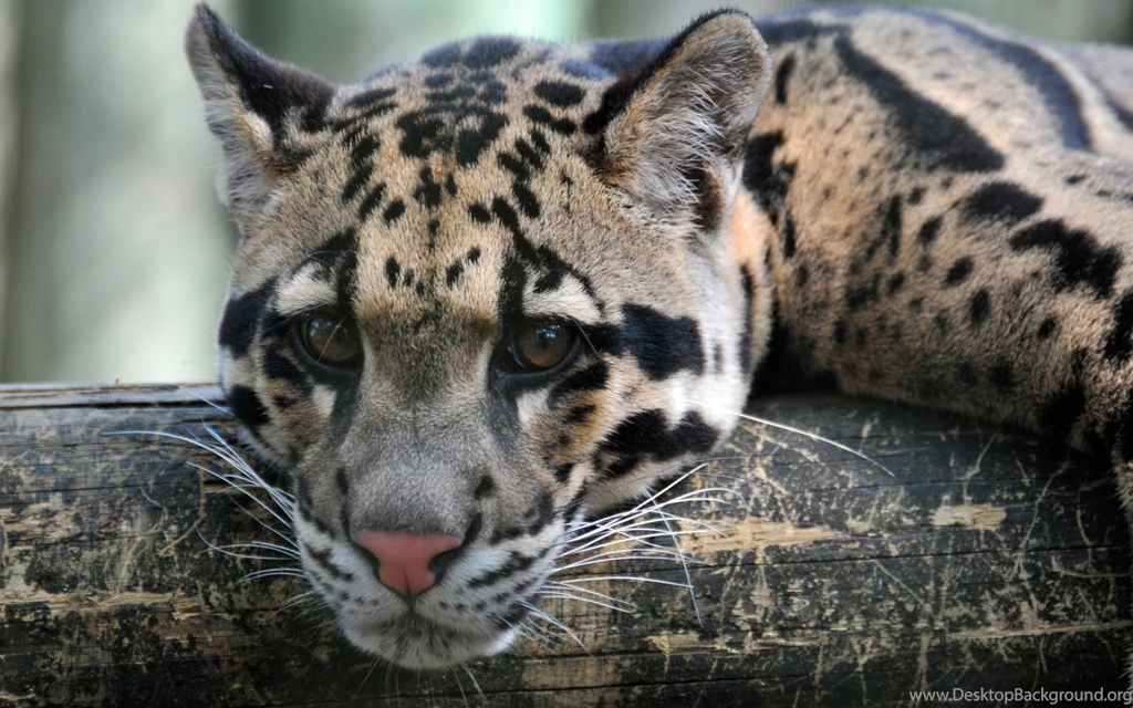 Tired Clouded Leopard Desktop Backgrounds HD 2560x1600