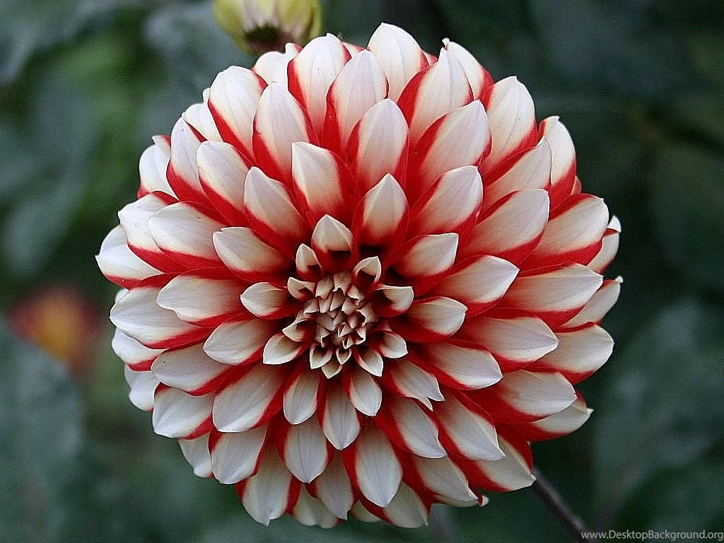 Dahlias On Pinterest