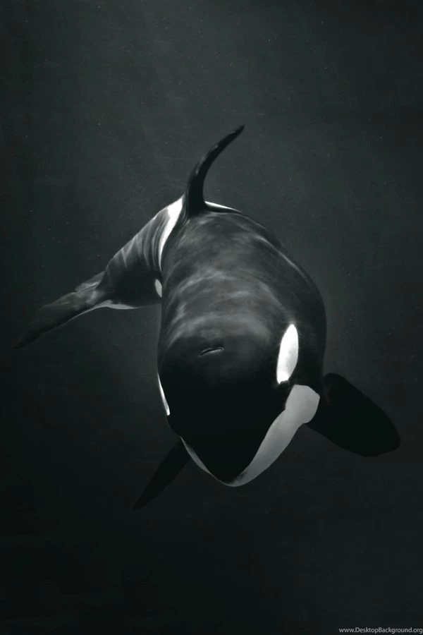 Orca Android Homescreen By Jsizzle Mycolorscreen Desktop Background