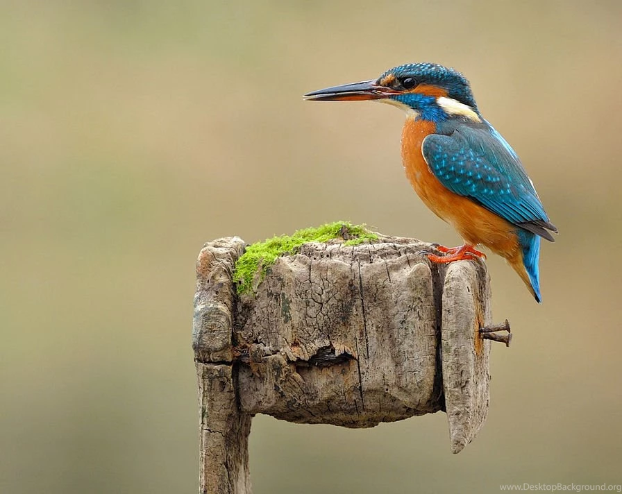Bird Kingfisher Colours Wallpapers