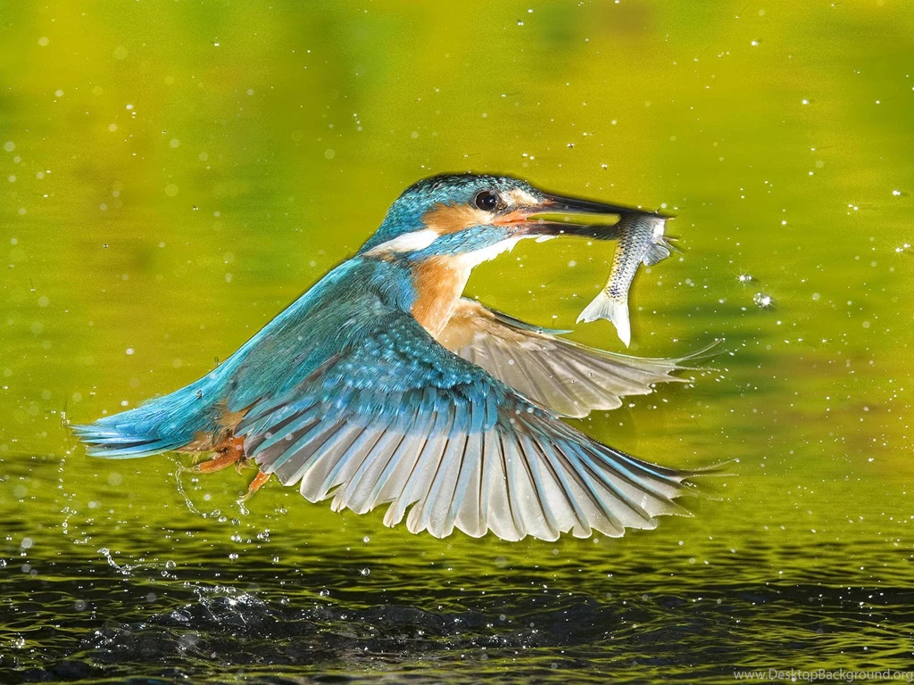 Kingfisher Bird Wallpapers