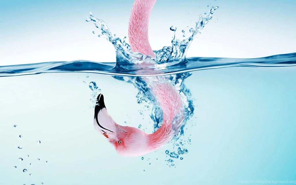 Great Flamingo Wallpapers